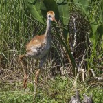 Kanadakranich (Antigone canadensis)