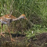 Kanadakranich (Antigone canadensis)