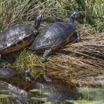 Florida-Rotbauch-Schmuckschildkröte (Pseudemys nelsoni)