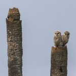 Streifenkauz (Strix varia)