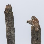 Streifenkauz (Strix varia)