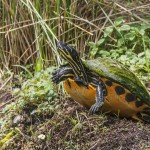 Florida-Rotbauch-Schmuckschildkröte (Pseudemys nelsoni)