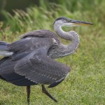 Kanadareiher (Ardea herodias)