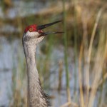 Kanadakranich (Antigone canadensis)