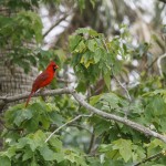 Rotkardinal (Cardinalis cardinalis)