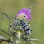 Alpenbock (Rosalia alpina)
