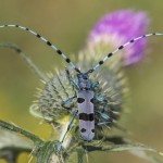 Alpenbock (Rosalia alpina)