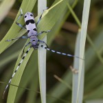 Alpenbock (Rosalia alpina)