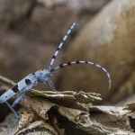 Alpenbock (Rosalia alpina)