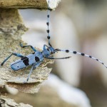 Alpenbock (Rosalia alpina)