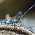 Alpenbock (Rosalia alpina)