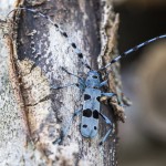Alpenbock (Rosalia alpina)