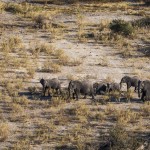 Elefanten im Okawango-Delta, Botswana