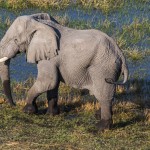 Elefant (Elephantidae) Okawango-Delta, Botswana