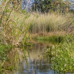Okawango-Delta, Botswana