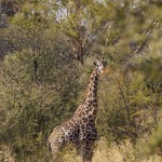 Thornicroft-Giraffenkuh (Giraffa)