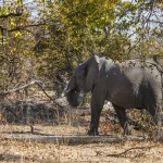 Elefant (Elephantidae) Okawango-Delta, Botswana
