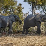 Elefanten (Elephantidae) Okawango-Delta, Botswana