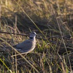 Kap-Turteltaube (Streptopelia capicola)