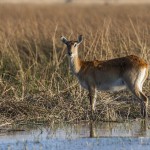 Impala (Aepyceros melampus) Weibchen