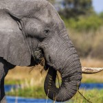 Elefant (Elephantidae) Okawango-Delta, Botswana