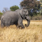 Elefant (Elephantidae) Okawango-Delta, Botswana