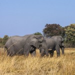 Elefant (Elephantidae) Okawango-Delta, Botswana
