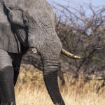 Elefant (Elephantidae) Okawango-Delta, Botswana