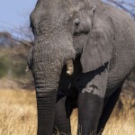 Elefant (Elephantidae) Okawango-Delta, Botswana
