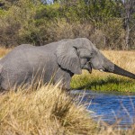 Elefant (Elephantidae) Okawango-Delta, Botswana