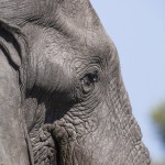 Elefant (Elephantidae) Okawango-Delta, Botswana
