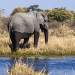 Elefant (Elephantidae) Okawango-Delta, Botswana