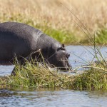 Flusspferd (Hippopotamus amphibius)