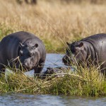 Flusspferd (Hippopotamus amphibius)