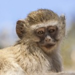 Westliche Grünmeerkatze (Chlorocebus)