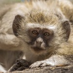 Westliche Grünmeerkatze (Chlorocebus)