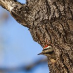 Namaspecht (Chloropicus namaquus)