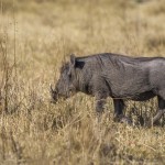 Warzenschwein (Phacochoerus africanus)