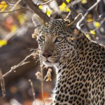 Leopard (Panthera pardus)