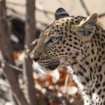 Leopard (Panthera pardus)