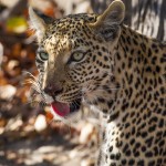 Leopard (Panthera pardus)