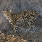 Leopard (Panthera pardus)
