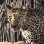 Leopard (Panthera pardus)