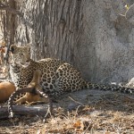 Leopard (Panthera pardus)