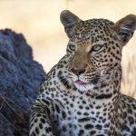 Leopard (Panthera pardus)