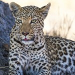 Leopard (Panthera pardus)