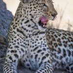 Leopard (Panthera pardus)