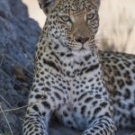 Leopard (Panthera pardus)