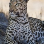 Leopard (Panthera pardus)