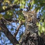 Leopard (Panthera pardus)